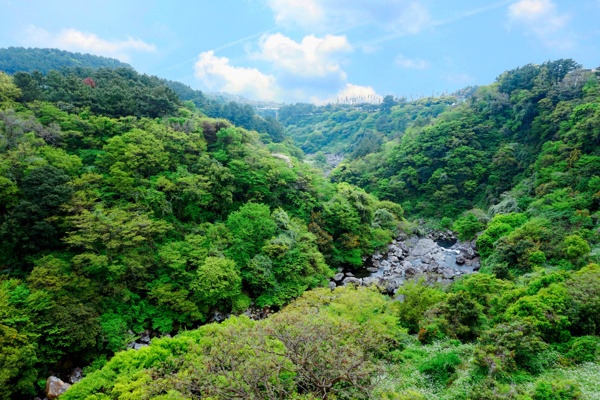 森林风景图片