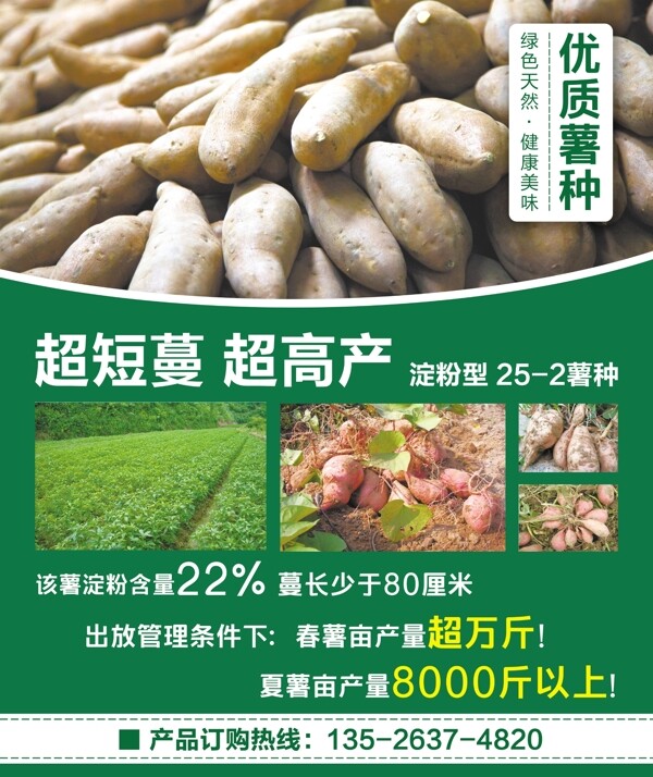 红薯种子广告海报