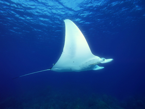 海洋生物图片