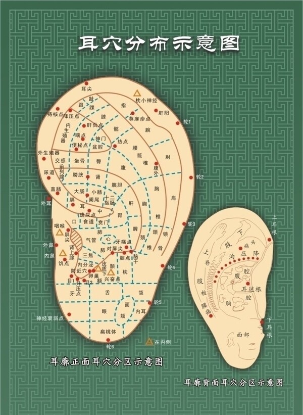 耳穴分布示意图图片