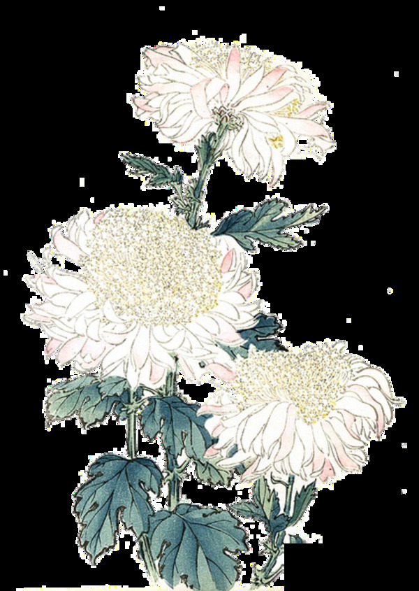 素雅白色手绘菊花装饰元素