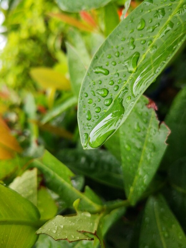雨滴绿叶