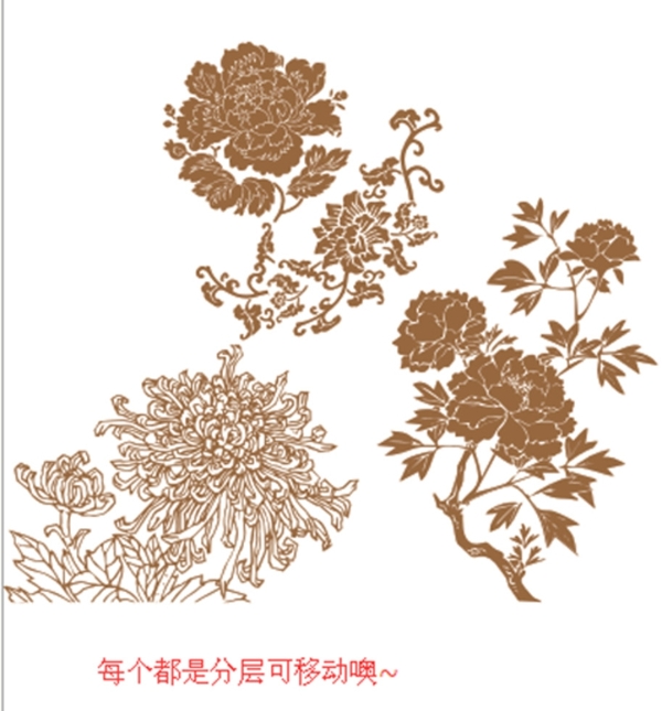 牡丹龙须菊花