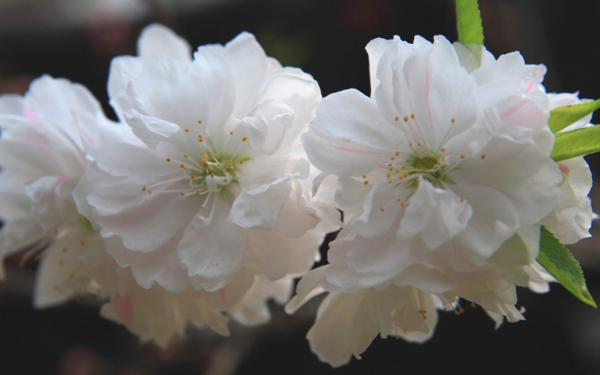 栀子花图片