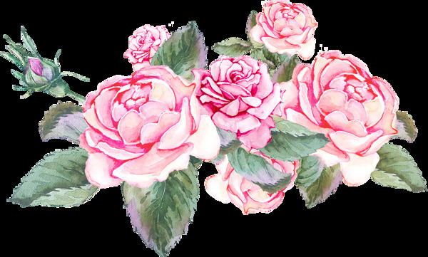 粉色茶花植物透明素材