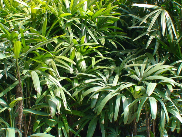 棕竹图片