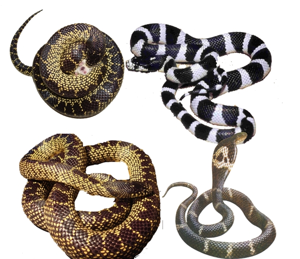 毒蛇图片