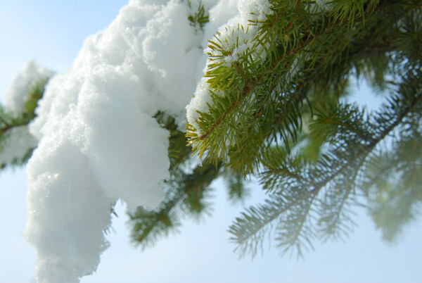 大雪压青松图片