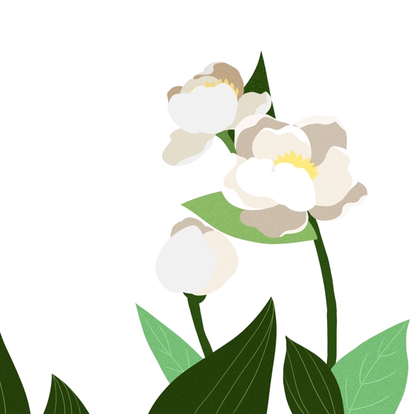 精美白色植物花朵