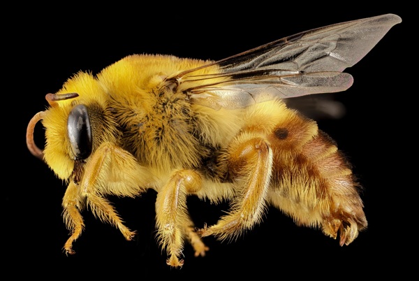 自然昆虫蜜蜂