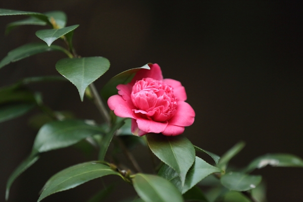 茶花图片