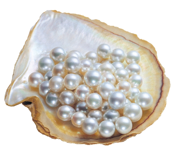 珍珠贝壳贝类图片