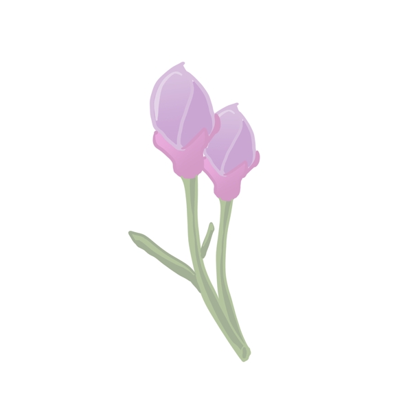 紫色小花含苞待放