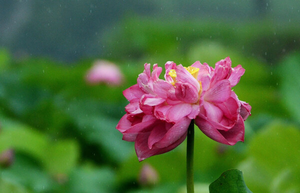 雨中荷花