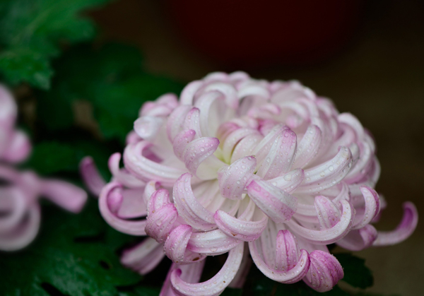 粉色和白色的菊花