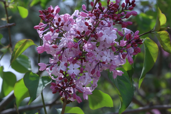 丁香花