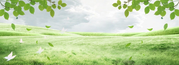 绿色清新草坪背景图