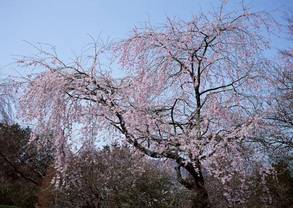 樱花树开花图片