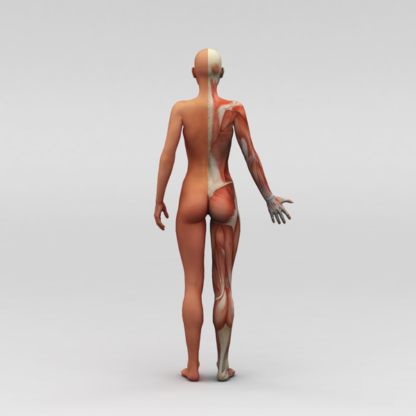 女性背部人体肌肉组织图片