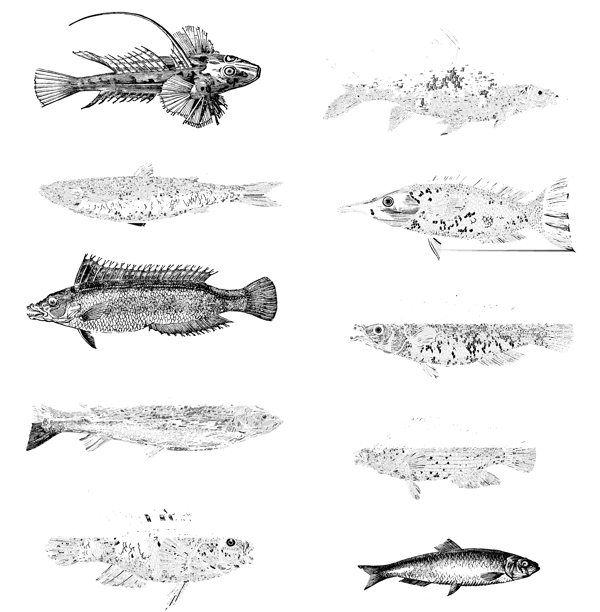 鱼类贝甲壳类欧美古典线条矢量素材