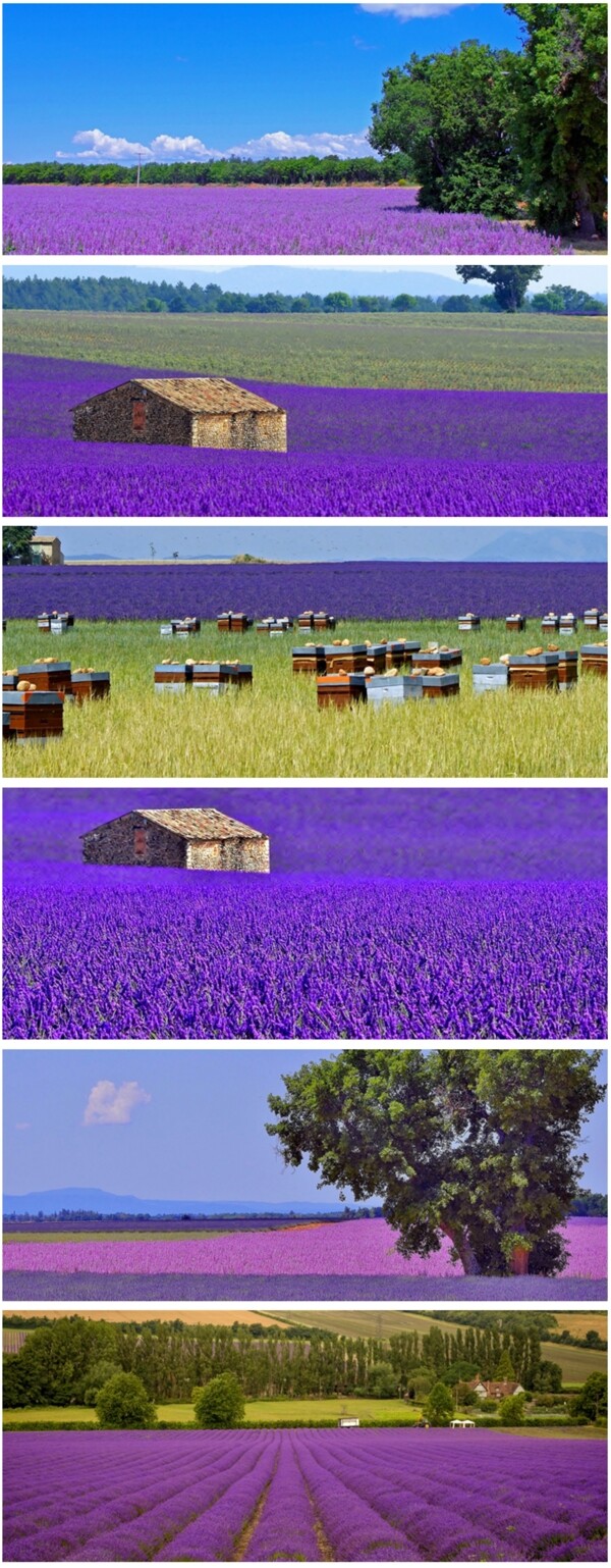 紫色花田