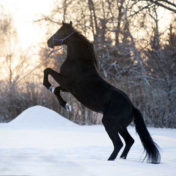 雪上的黑马图片
