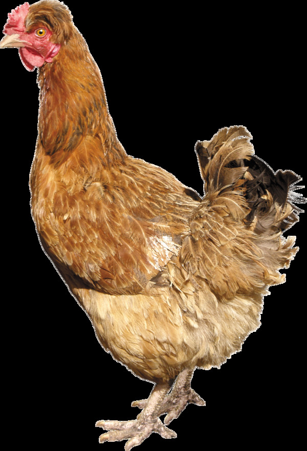 棕色羽毛母鸡图片免抠png透明图层素材