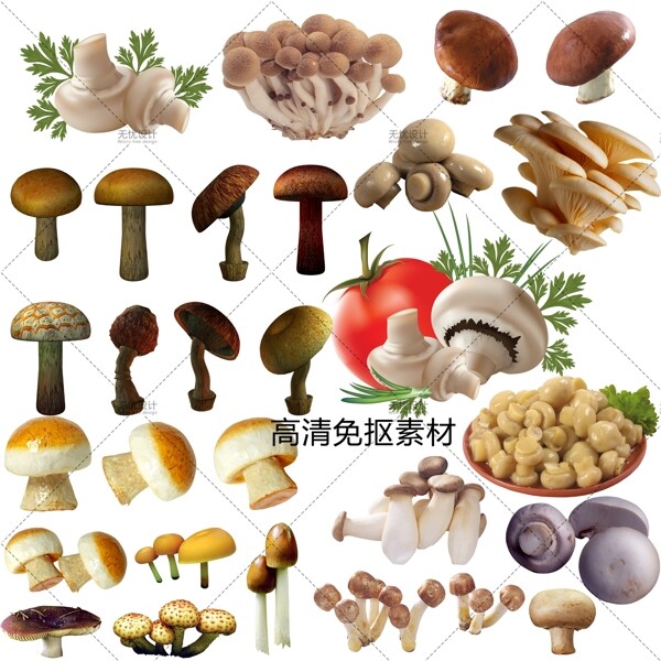香菇蘑菇菌菇