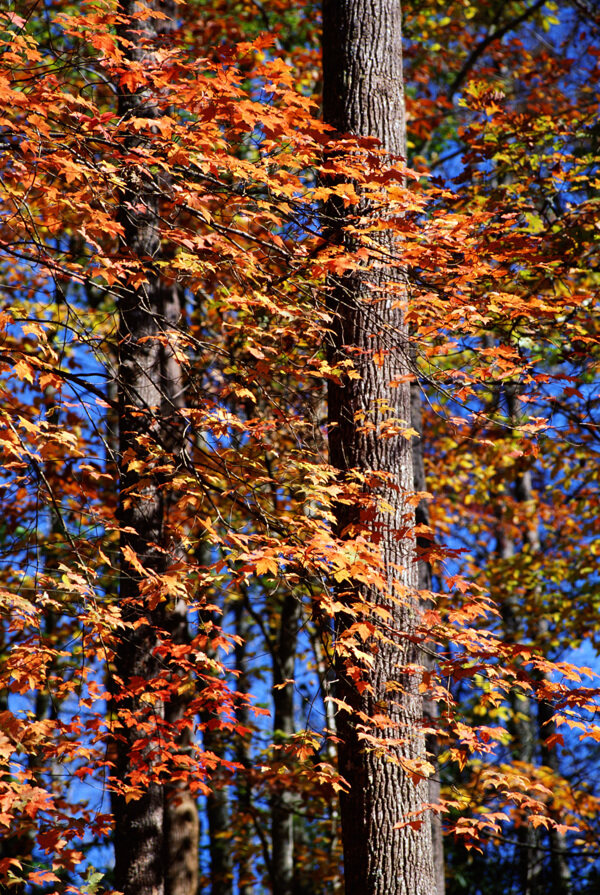 秋天枫林背景图片
