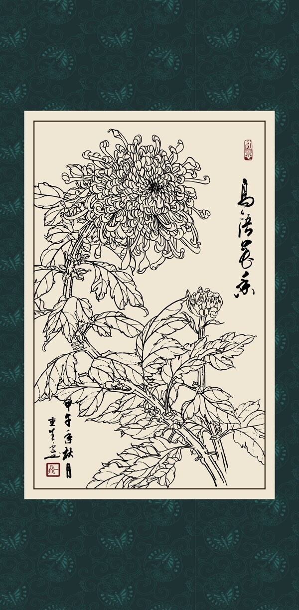 白描菊花