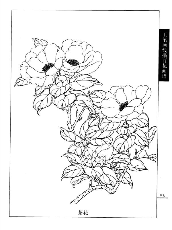 工笔画线描百花画谱图片