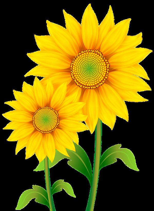 两朵漂亮太阳花免抠png透明图层素材