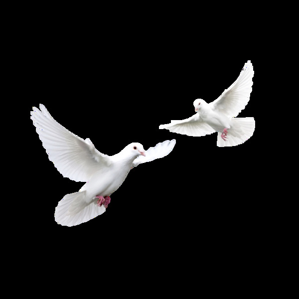 两只白色小鸟飞翔
