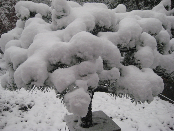 杭州雪景图片