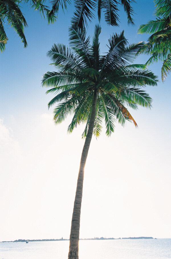 海南岛椰树图片