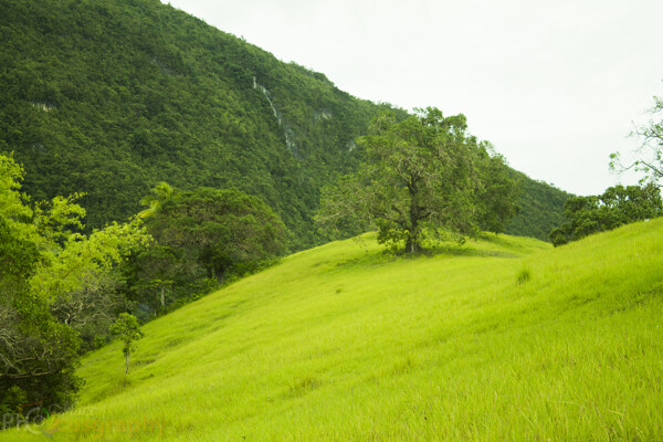 绿色的山丘
