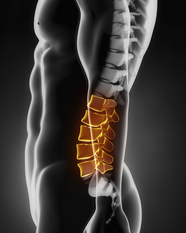 男性人体骨骼脊髓图片