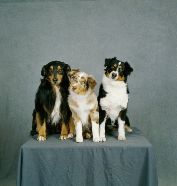 可爱的三只小狗摄影
