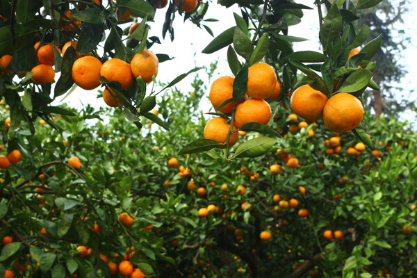 纽荷尔脐橙果园