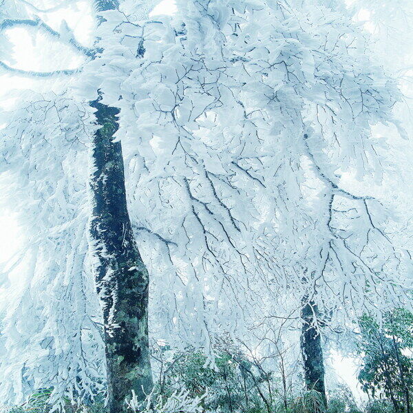 冬天雪景雪景大雪