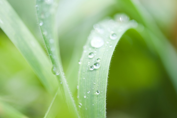 植物上的露珠图片