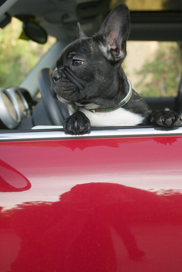 轿车里的小狗图片