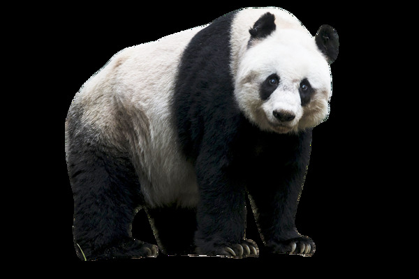 缓慢行走的熊猫免抠png透明图层素材