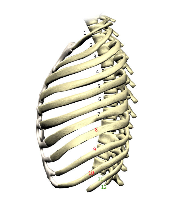 肋骨图片