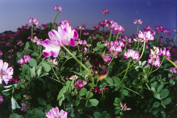 花海里采蜜的蜜蜂图片