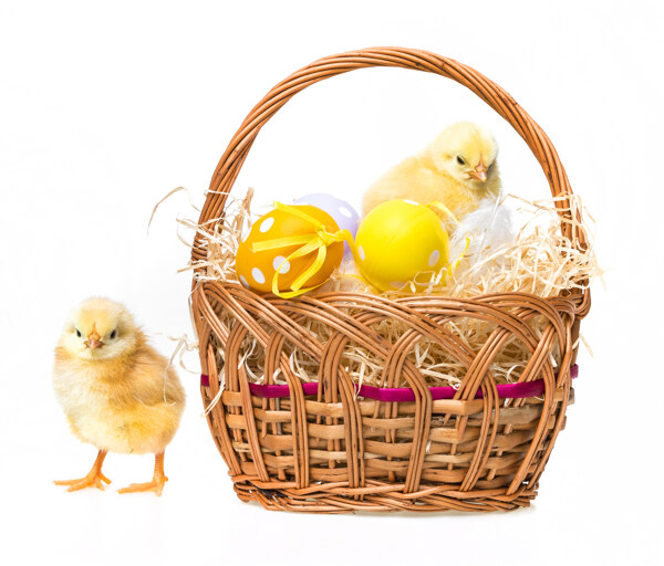 彩蛋和小鸡崽图片