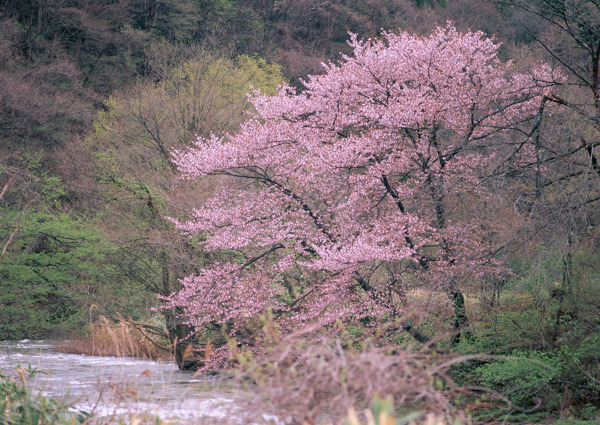 春季桃花图片