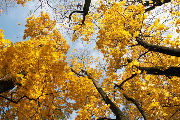 金灿灿的黄叶树木图片
