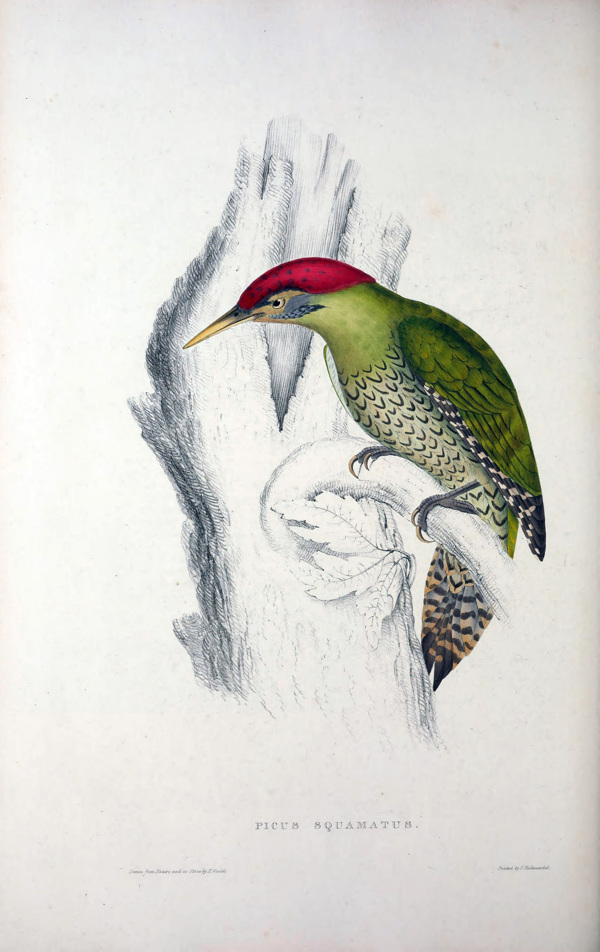 彩色小鸟插画高清鸟类手绘图片