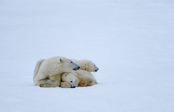 雪地上的三只北极熊图片